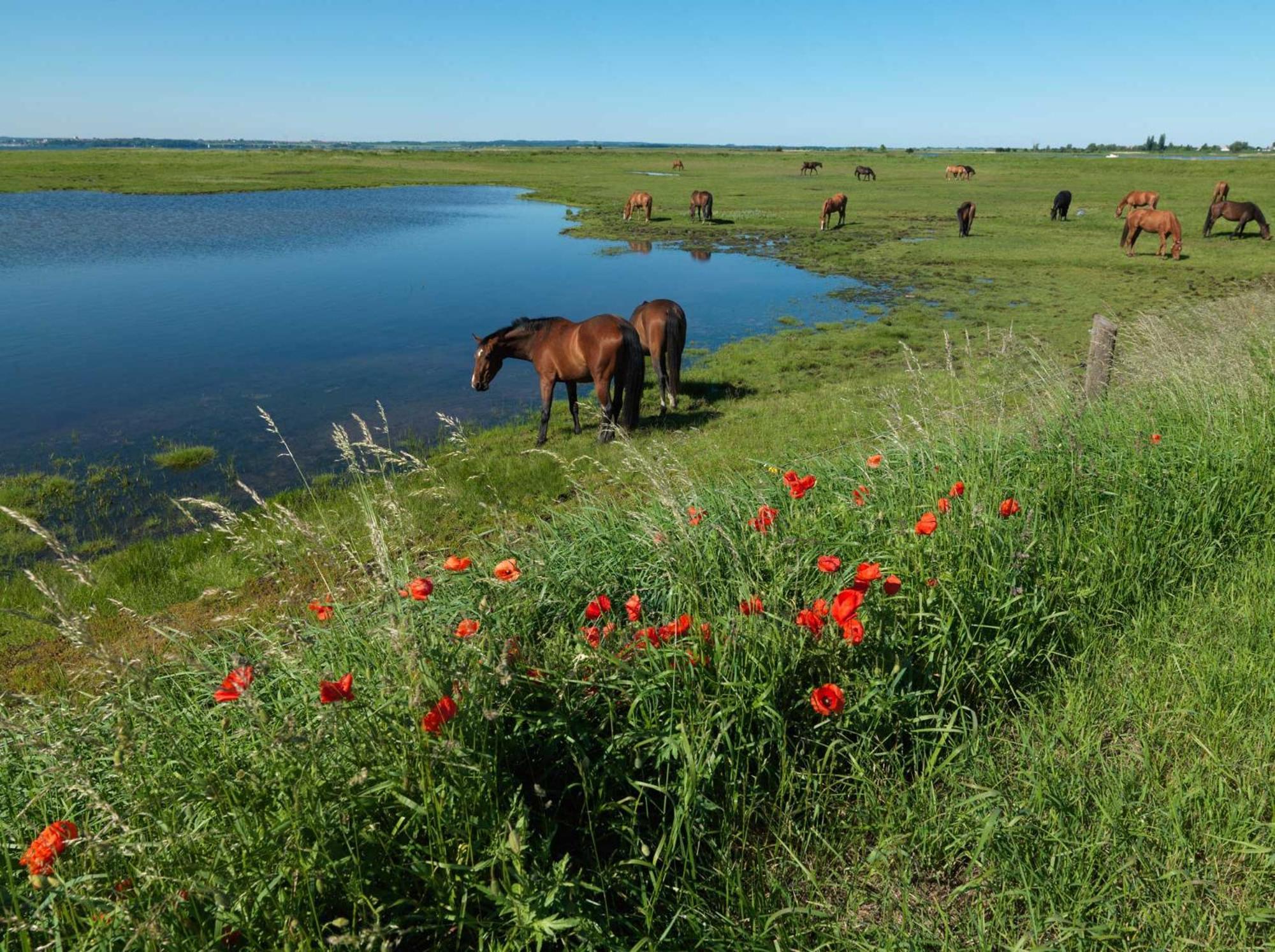 Gaude Tiet Daire Insel Poel Dış mekan fotoğraf