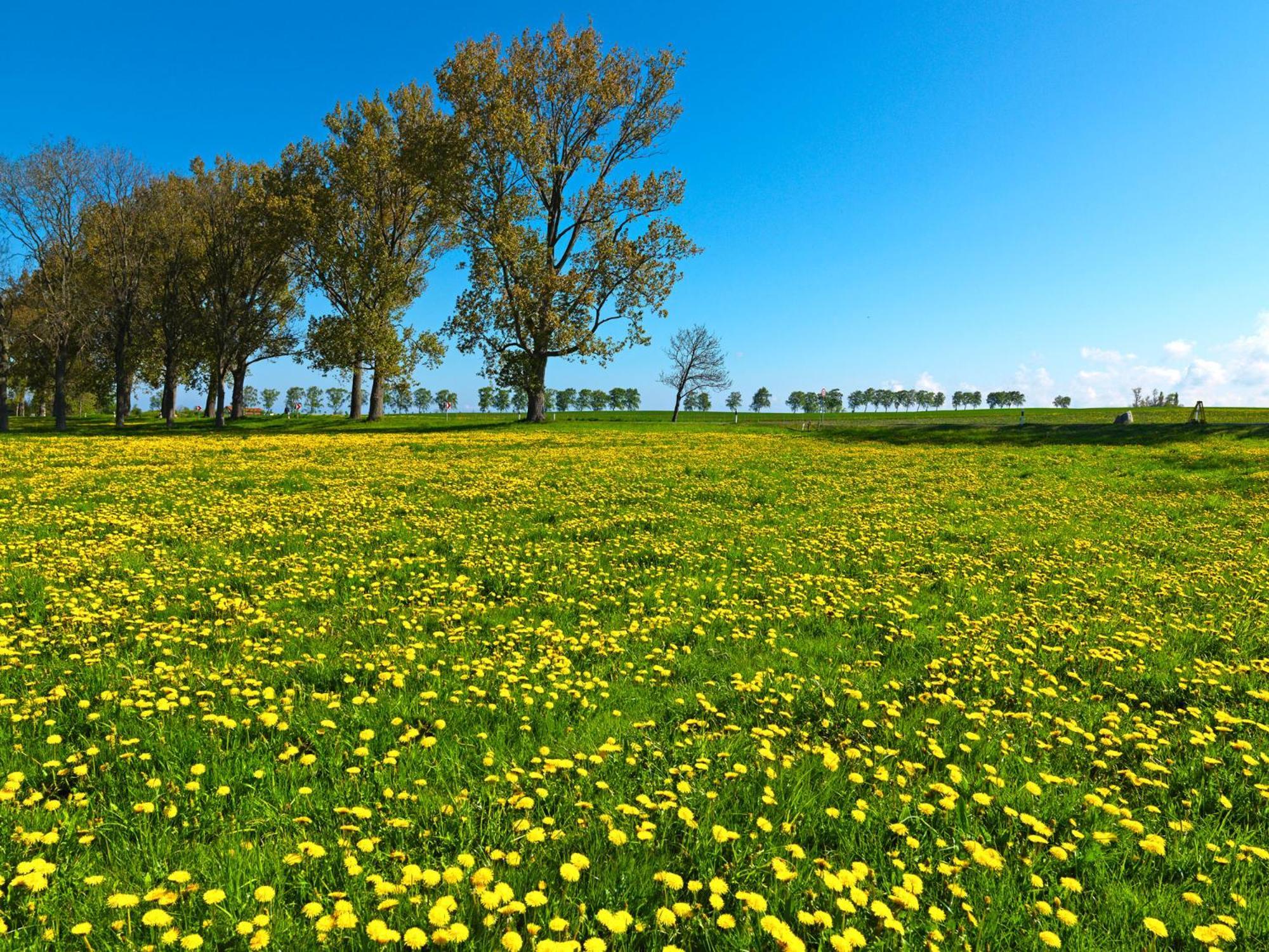 Gaude Tiet Daire Insel Poel Dış mekan fotoğraf